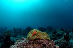 Clownfish and Anemone with a burst of light.Raa Atoll, Ma... by Andrew Rankin 